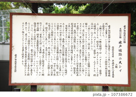 「水戸城跡の大シイ」の説明板(茨城県水戸市) 「水戸城跡の大シイ」の説明板(茨城県水戸市) 107386672