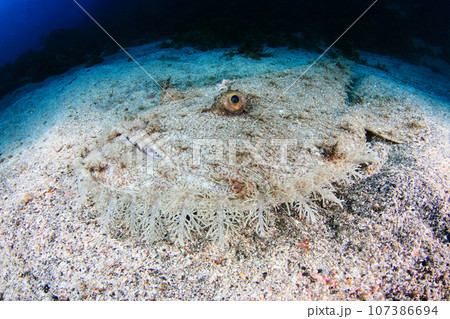 キアンコウ 107386694