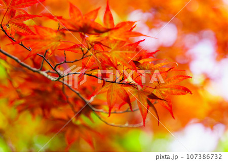 平岡樹芸センターの紅葉 107386732