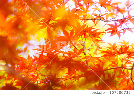平岡樹芸センターの紅葉 平岡樹芸センターの紅葉 107386733