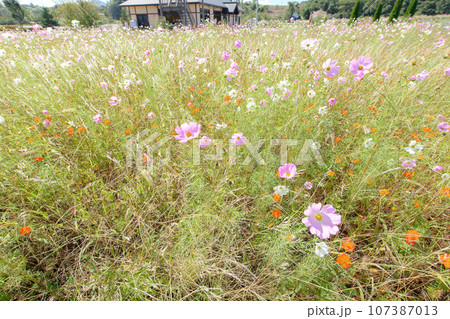 爽やかなコスモス畑 岩手県 御所湖広域公園 爽やかなコスモス畑 岩手県 御所湖広域公園 107387013