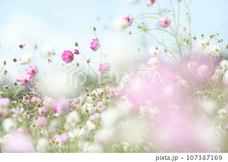 コスモス咲く爽やかな野原　岩手県　御所湖広域公園 107387169