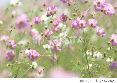 コスモス咲く爽やかな野原　岩手県　御所湖広域公園 107387262
