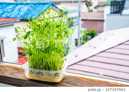 窓辺に置いた豆苗もやし 窓辺に置いた豆苗もやし 107387662