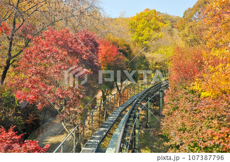 Hwadam Forest Botanic Garden small shuttle train car metal railway to Red Orange maple leaves trees in deep forest with beautiful colourful Autumn foliage trees scenery. Hwadam Forest Botanic Garden small shuttle train car metal railway to Red Orange maple leaves trees in deep forest with beautiful colourful Autumn foliage trees scenery. 107387796
