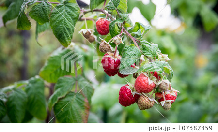 Red raspberry in garden. Branch of ripe raspberries, closeup. Red raspberries and green leaves Red raspberry in garden. Branch of ripe raspberries, closeup. Red raspberries and green leaves 107387859