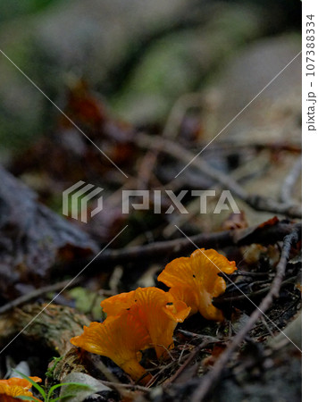 キノコワールド　アンズタケ科の食用キノコ 107388334