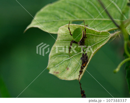 葛の葉に止まるコガネグモ科ワキグロサツマノミダマシ 107388337