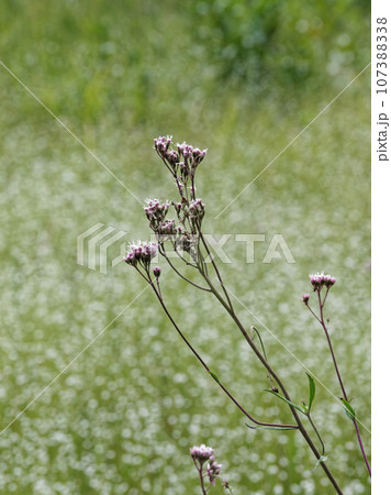 湧水湿地の植物　サワヒヨドリ　シラタマホシクサ群生 107388338