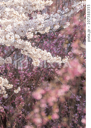 打吹公園の春まつり（倉吉市） 107388355