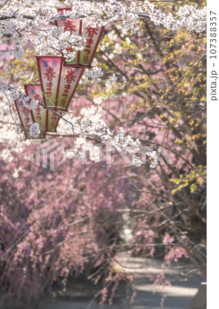打吹公園の春まつり(倉吉市) 打吹公園の春まつり(倉吉市) 107388357