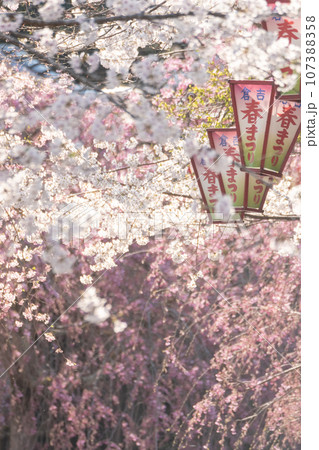 打吹公園の春まつり(倉吉市) 打吹公園の春まつり(倉吉市) 107388358