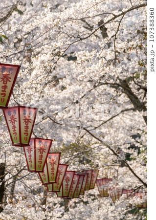 打吹公園の春まつり(倉吉市) 打吹公園の春まつり(倉吉市) 107388360
