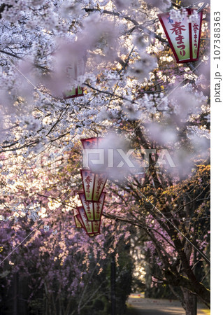 打吹公園の春まつり(倉吉市) 打吹公園の春まつり(倉吉市) 107388363