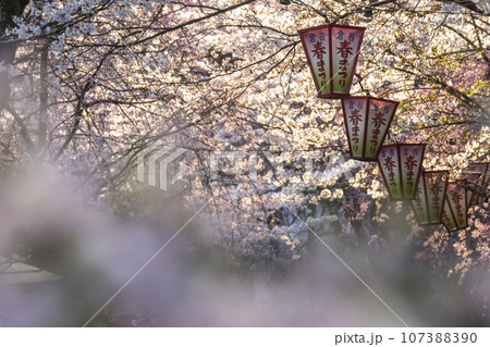 打吹公園の春まつり(倉吉市) 打吹公園の春まつり(倉吉市) 107388390