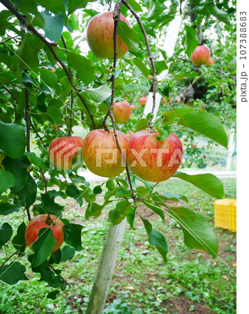 2023.9.20 岐阜県高山市にあるりんご狩り農園 107388683
