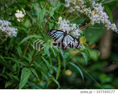 旅をする蝶タテハチョウ科アサギマダラ♂の訪花 旅をする蝶タテハチョウ科アサギマダラ♂の訪花 107389177