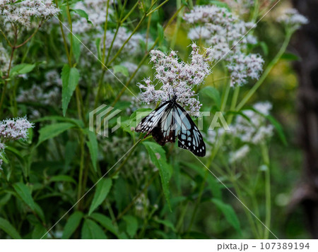 旅をする蝶タテハチョウ科アサギマダラ♂の訪花 旅をする蝶タテハチョウ科アサギマダラ♂の訪花 107389194
