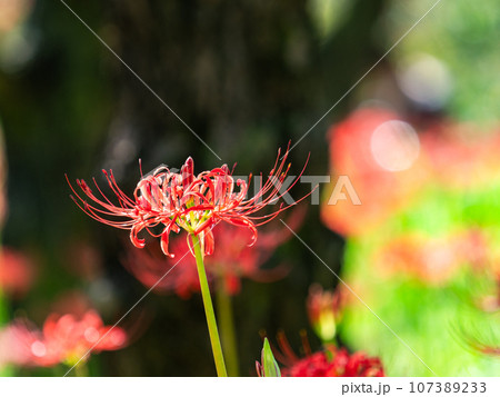 秋の風物詩　華やかに咲いた美しい彼岸花 107389233