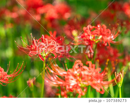 秋の風物詩　華やかに咲いた美しい彼岸花 107389273