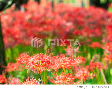 秋の風物詩　華やかに咲いた美しい彼岸花 107389284