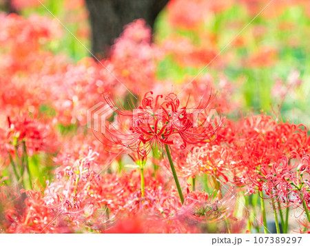 秋の風物詩　華やかに咲いた美しい彼岸花 107389297