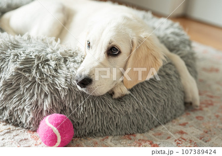 A puppy of a golden retriever is resting in a dog bed. 107389424