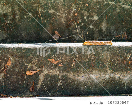 階段をのこのこ歩く大きなイモムシ 107389647