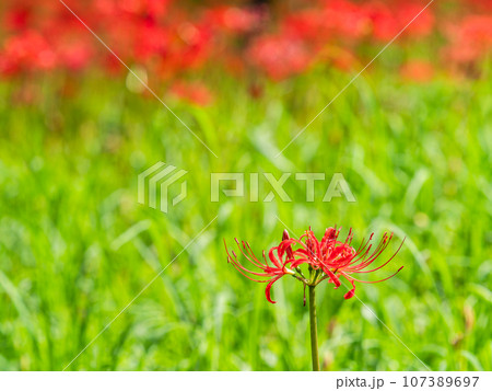 秋の風物詩 華やかに咲いた美しい彼岸花 秋の風物詩 華やかに咲いた美しい彼岸花 107389697