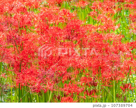 秋の風物詩　華やかに咲いた美しい彼岸花 107389704