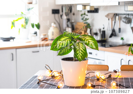 Dieffenbachia  in a pot in the interior of the house in the kitchen, illuminated by garland lamps. Potted plant in a green house 107389827