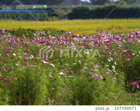 秋の斑鳩町に咲く秋桜 秋の斑鳩町に咲く秋桜 107390071
