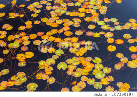 尾瀬ヶ原の紅葉と池糖 107390197