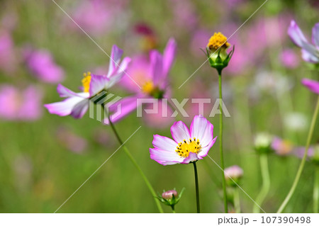 とよのコスモスの里　秋桜 107390498