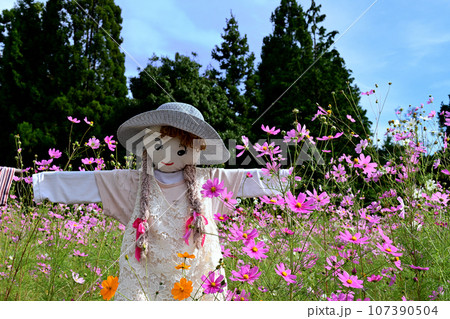 とよのコスモスの里 案山子と秋桜 とよのコスモスの里 案山子と秋桜 107390504