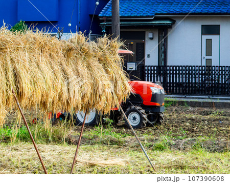 東京の都市農地の収穫風景 はざ掛けされて干される稲 東京の都市農地の収穫風景 はざ掛けされて干される稲 107390608
