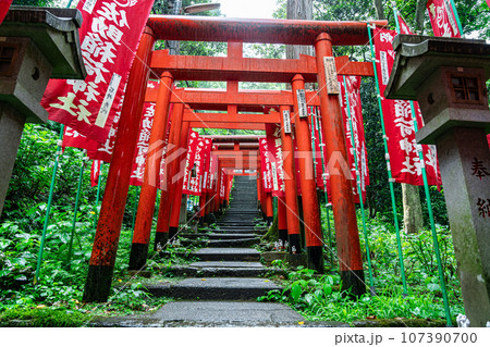 【神奈川県】鎌倉にある朱色の鳥居が有名な佐助稲荷神社 107390700