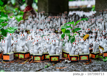 【神奈川県】鎌倉にあるたくさんの白狐が有名な佐助稲荷神社 【神奈川県】鎌倉にあるたくさんの白狐が有名な佐助稲荷神社 107390713