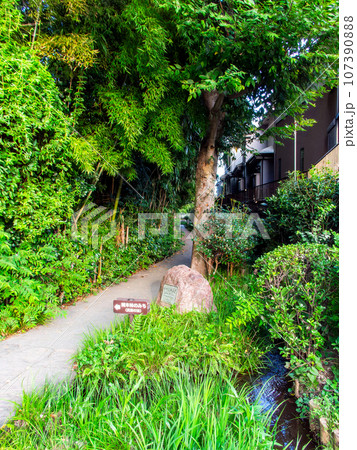 夏の爽やかで緑豊かな散歩道の景色 お鷹の道 夏の爽やかで緑豊かな散歩道の景色 お鷹の道 107390888