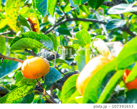 秋の味覚　色づき始めた美味しそうな柿 107391653