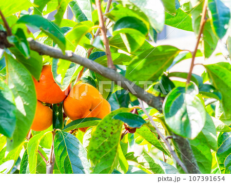 秋の味覚　色づき始めた美味しそうな柿 107391654