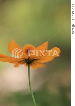 コスモス　0242 107393511