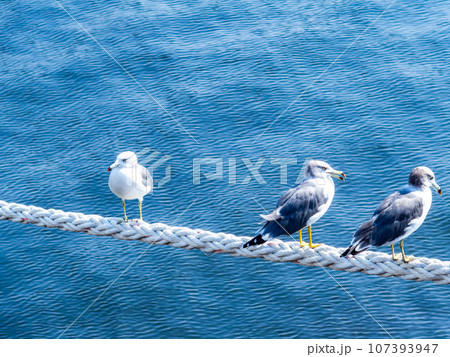朝の港の景色　舫綱に並んでとまるカモメたち 107393947