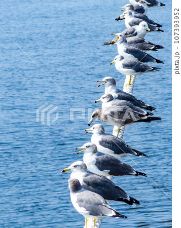 朝の港の景色　舫綱に並んでとまるカモメたち 107393952