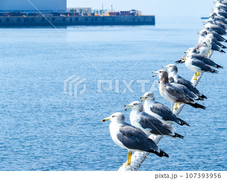 朝の港の景色　舫綱に並んでとまるカモメたち 107393956