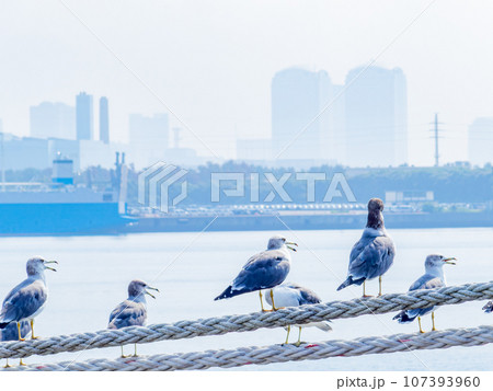朝の港の景色　海浜幕張のビル群を背景に舫綱に並んでとまるカモメたち 107393960