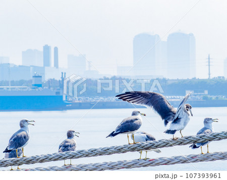 朝の港の景色　海浜幕張のビル群を背景に舫綱に並んでとまるカモメたち 107393961