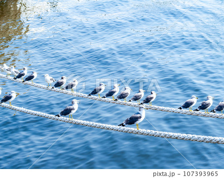 朝の港の景色　舫綱に並んでとまるカモメたち 107393965