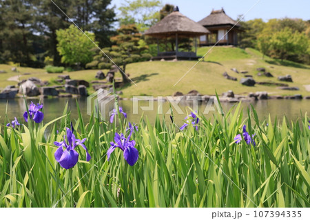 群馬県甘楽郡小幡のアヤメの花の咲く風景 107394335