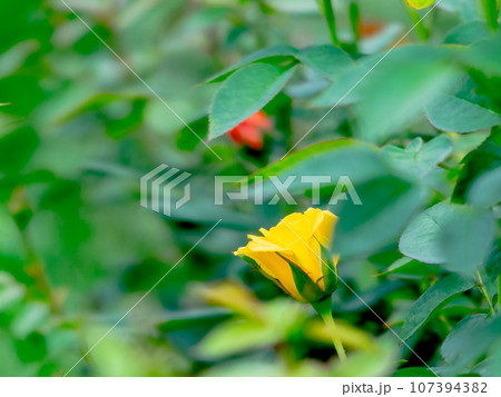 咲き始めたカラフルで美しい秋バラ 107394382